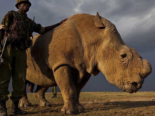 What The Death Of The Last Male White Rhino Tells Us