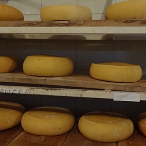 Cheese making in Coonoor