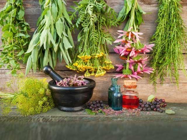 3 Must-Have Ayurvedic Herbs In Your Kitchen Garden