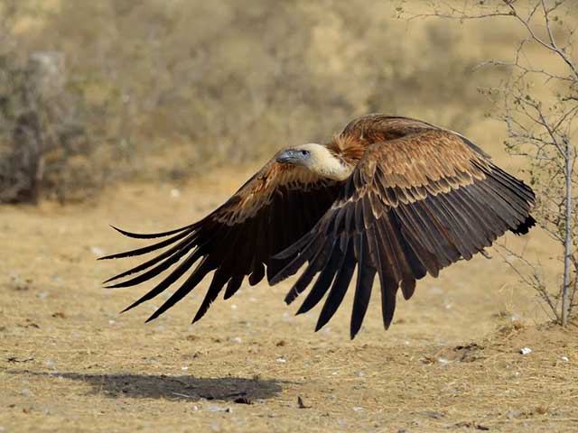 birding - vultures - India