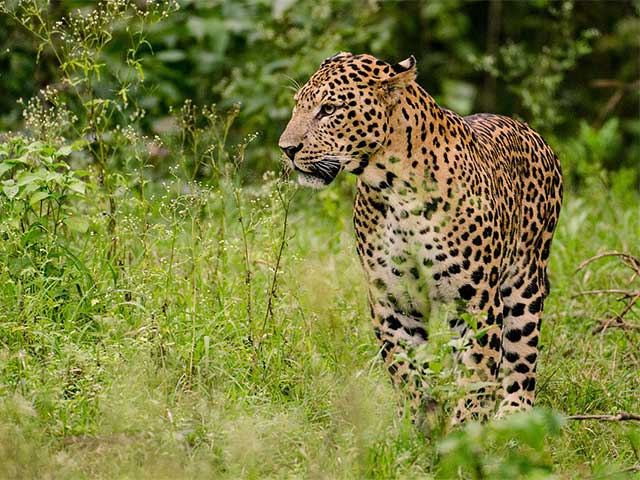 7 Best Places In India To See Leopards And Other Wild Cats
