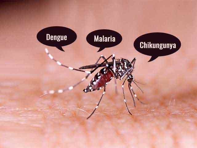 Dengue, Malaria, Chikungunya: How To Tell The Difference?