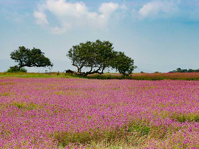 Do You Know Of This Valley Of Flowers In Maharashtra