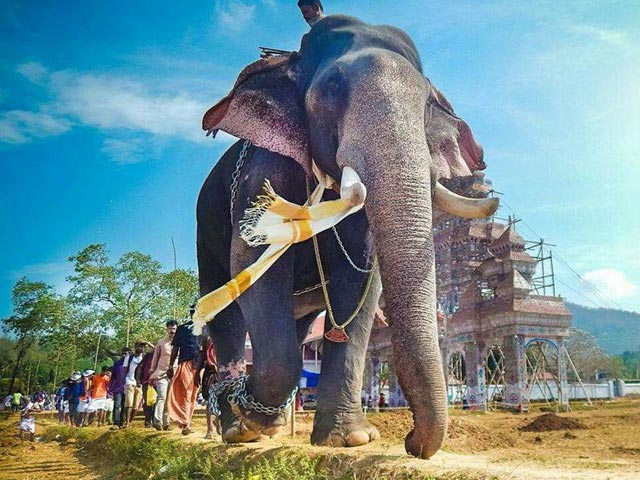 Why Is Kerala Mourning The Death Of An Elephant?