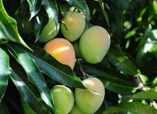 How Did The Langra Aam (Mango) Get Its Name?