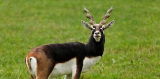 Everything You Need To Know About Blackbucks - The Animal That Gained As Much Attention As Salman Khan