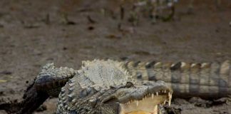Have You Heard Of This Crocodile Safari In Maharashtra?