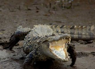 Have You Heard Of This Crocodile Safari In Maharashtra?