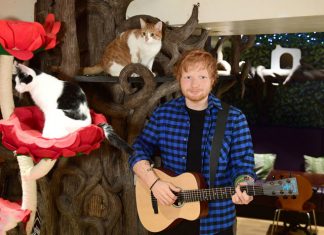 Ed Sheeran Wax Statue Starts Its Journey In This Unique Cat Cafe In London