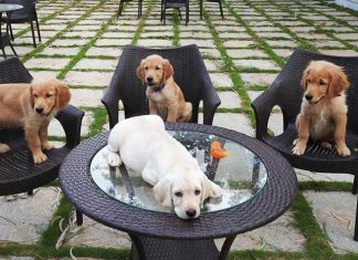 Aware Of The Pet-Friendly Cafés In Bangalore?