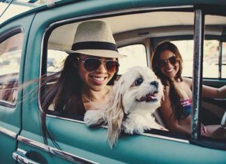Ready For A Road-Trip With Your Pet? Here’s All You Need To Keep In Mind