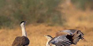 Will The Bustards In India Face The Same Fate As Sudan?
