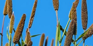 2019 Makes Way For Millets