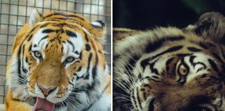 International Tiger Day: Good News And The Bad News