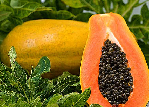Papaya helps repair our digestive system.